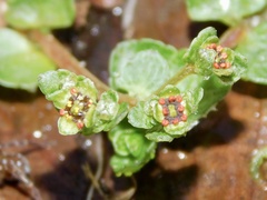 Chrysosplenium americanum