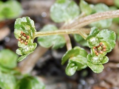Chrysosplenium americanum
