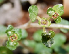 Chrysosplenium americanum