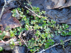 Chrysosplenium americanum