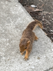 Sciurus niger