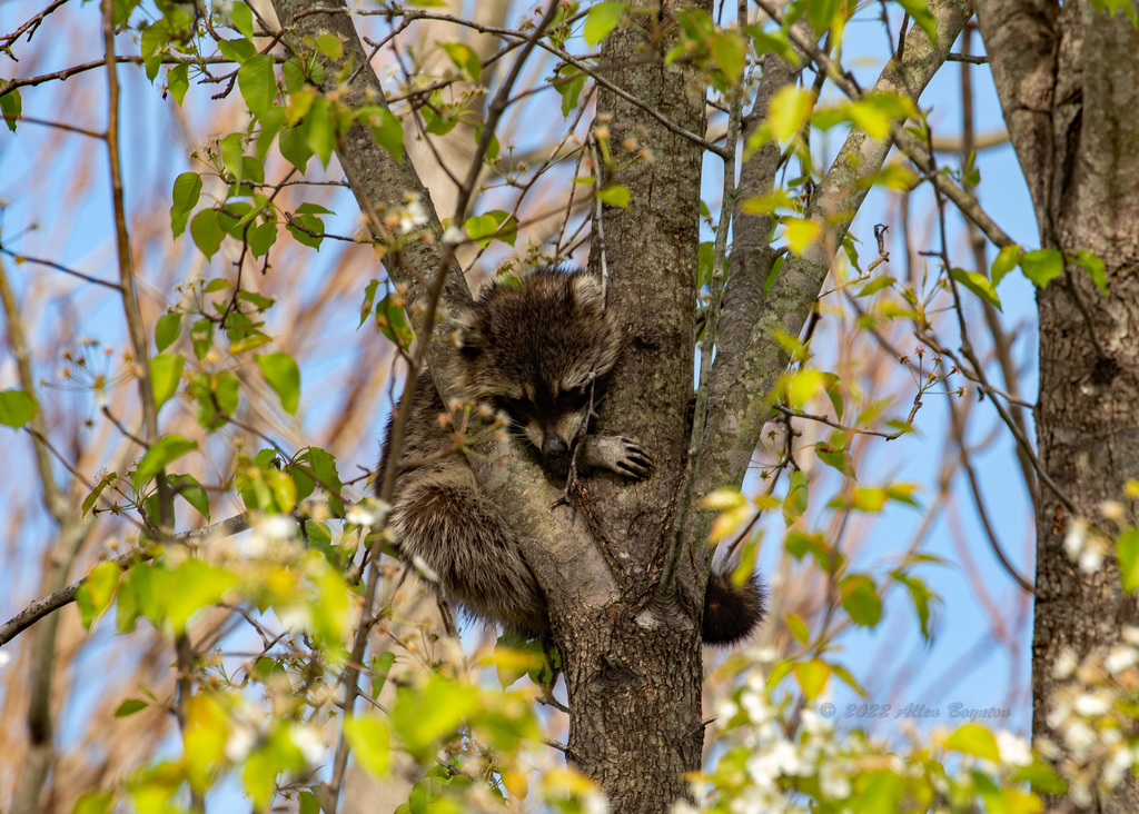 Common Raccoon from Franklin County, VA, USA on March 24, 2022 at 1037