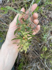 Morella cerifera image