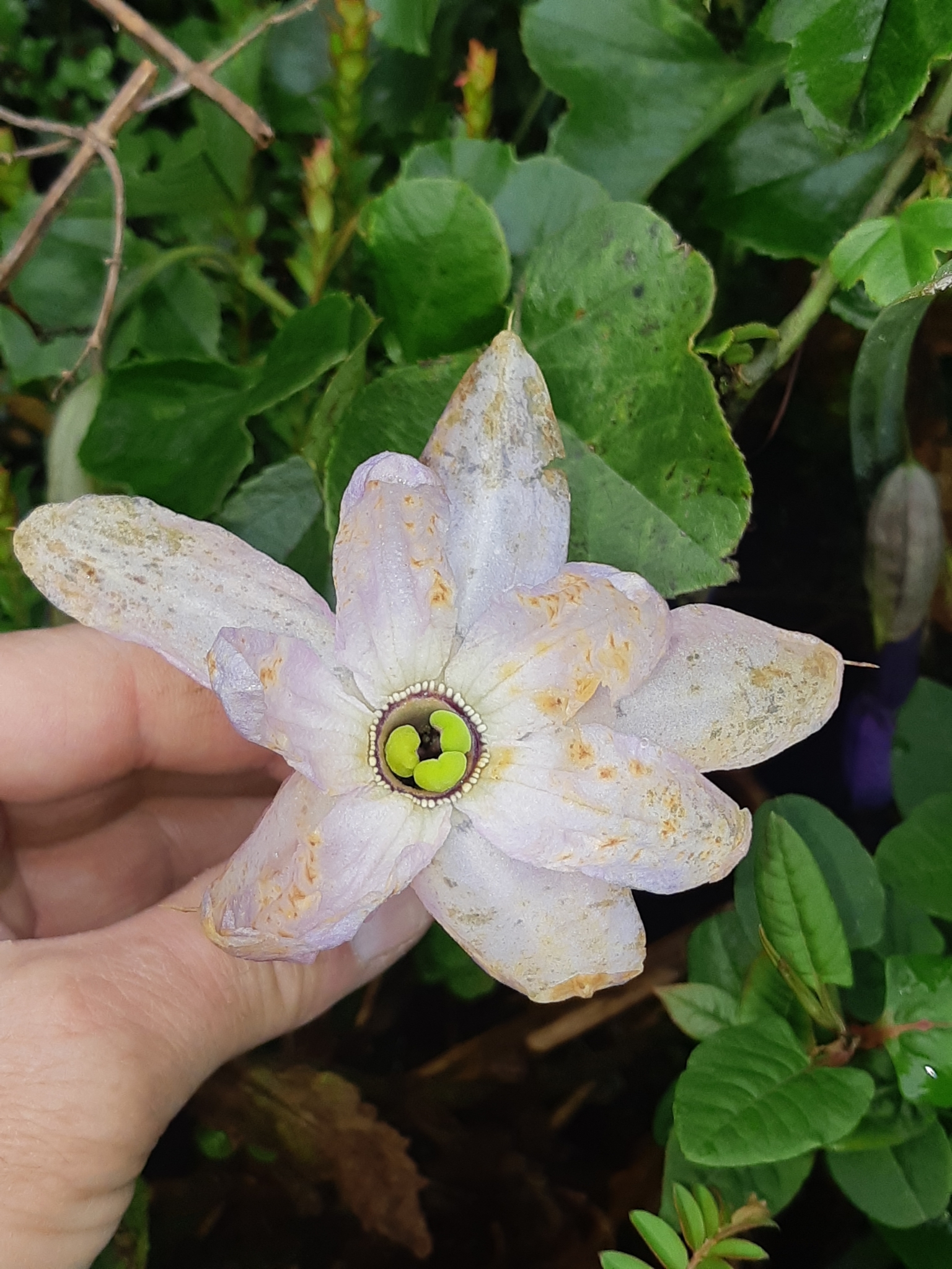 Passiflora Cumbalensis Harms