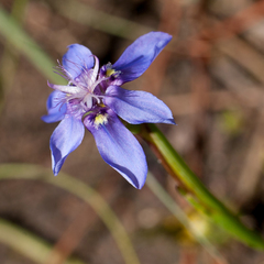 Moraea lugubris