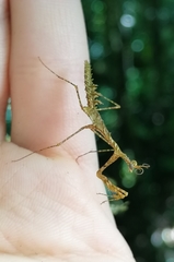 Pogonogaster tristani