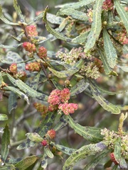 Morella cerifera image