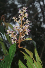 Miconia ulmarioides