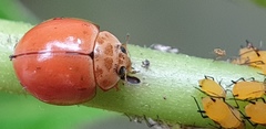 Coccinellini