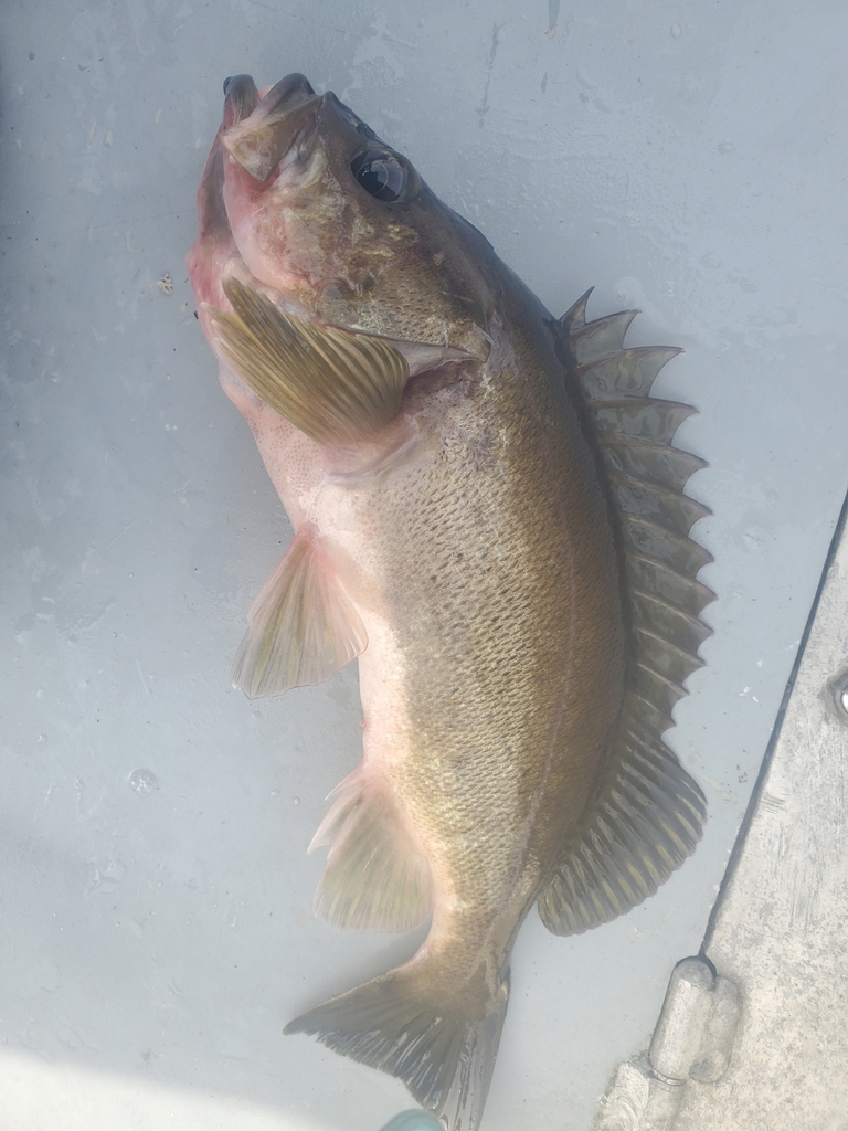Silvergray Rockfish from Prince of WalesHyder Census Area, AK, USA on March 26, 2022 at 0138