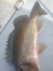 Sebastes brevispinis