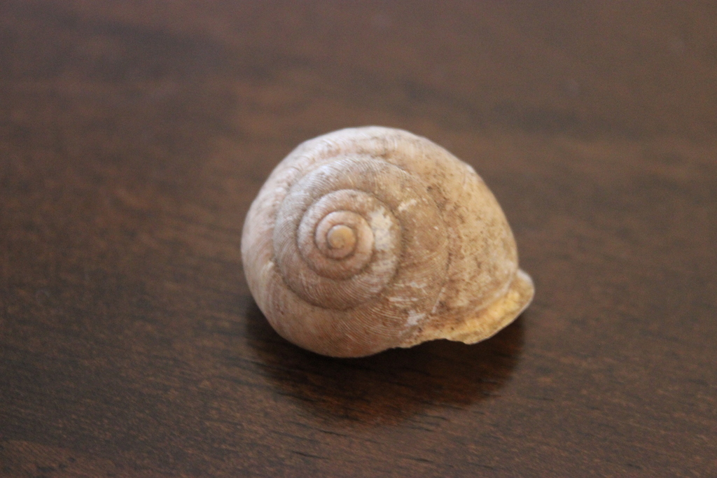 Toothed Globe Snail from Franklin County, MO, USA on March 25, 2022 at