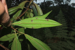 Miconia ulmarioides