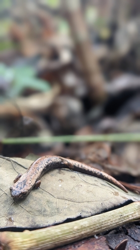 Galliwasp, Bolitoglossa mexicana