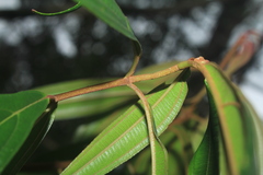 Miconia ulmarioides