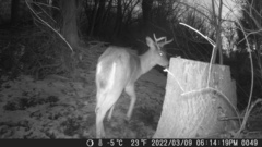 Odocoileus virginianus