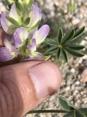 Lupinus microcarpus horizontalis
