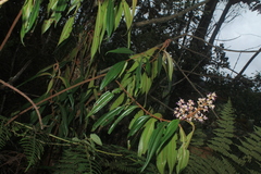 Miconia ulmarioides