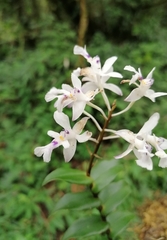 Epidendrum endresii