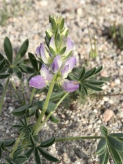 Lupinus microcarpus horizontalis