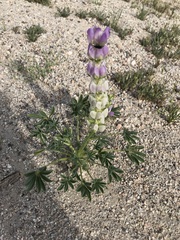 Lupinus microcarpus horizontalis