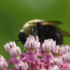 Bombus griseocollis