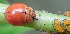 Coccinellini