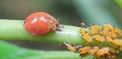 Coccinellini
