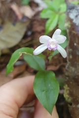 Epistephium ellipticum