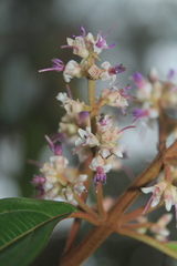 Miconia ulmarioides