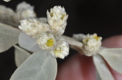 Alternanthera albida