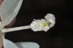 Alternanthera albida