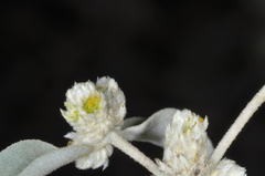 Alternanthera albida