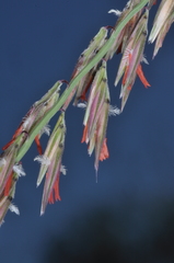 Bouteloua curtipendula caespitosa