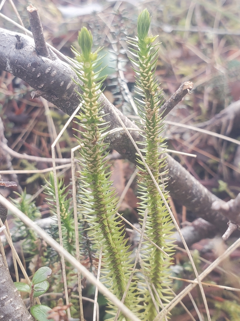 Chipmoss Chinese clubmoss from Prince of Wales-Hyder County, US-AK, US on March ...