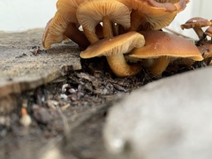 Flammulina velutipes