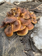 Flammulina velutipes