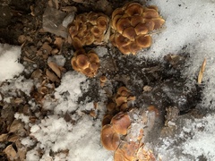 Flammulina velutipes