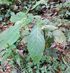 Witheringia macrantha image