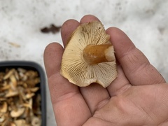 Flammulina velutipes