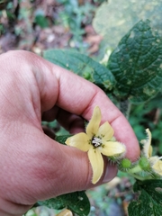 Witheringia macrantha