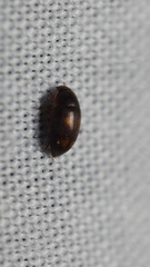 Litargus