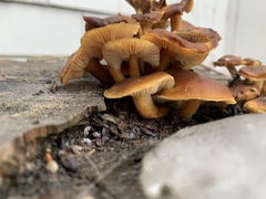 Flammulina velutipes