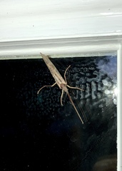 Nemotaulius hostilis