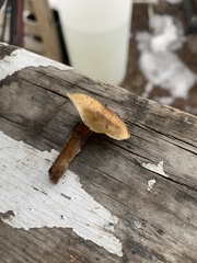 Flammulina velutipes