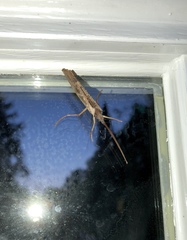 Nemotaulius hostilis