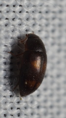 Litargus