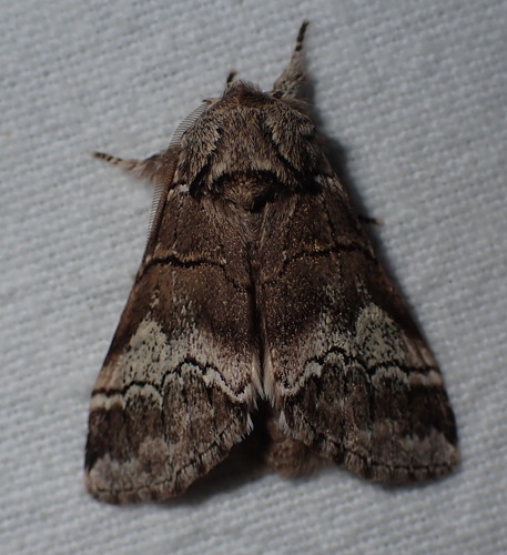 oak marbled brown, photo 3 of 10
