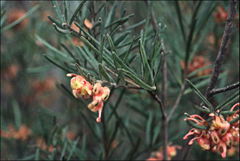 Grevillea polybractea