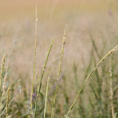 Eriochloa australiensis